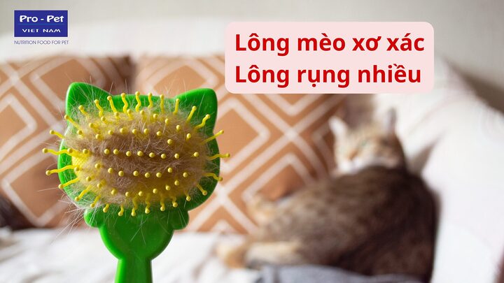 Triệu chứng thiếu kẽm ở mèo cần nhận biết