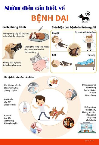 Mèo bị chó cắn có sao không? Biến chứng và xử lý