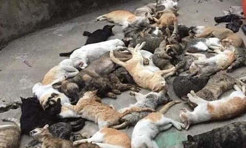 Giải mã chiêm bao thấy mèo bị chết
