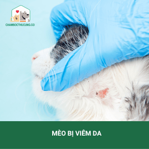 Mèo Bị Toét Da: Nguyên Nhân, Triệu Chứng Và Cách Chữa Trị