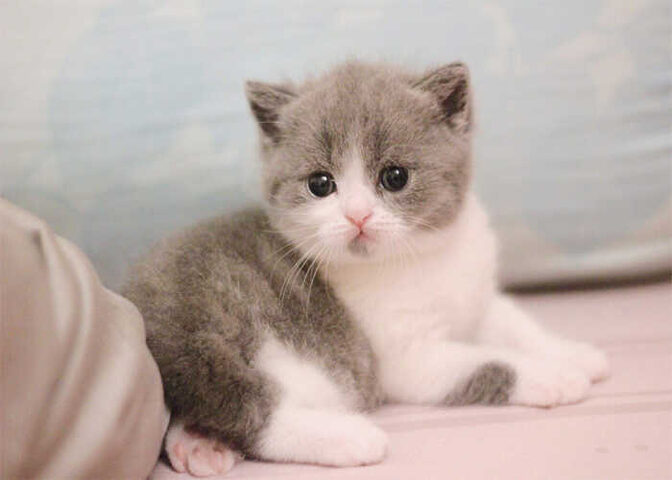 Tuổi thọ của mèo Anh lông ngắn: Yếu tố ảnh hưởng và cách chăm sóc để kéo dài tuổi thọ