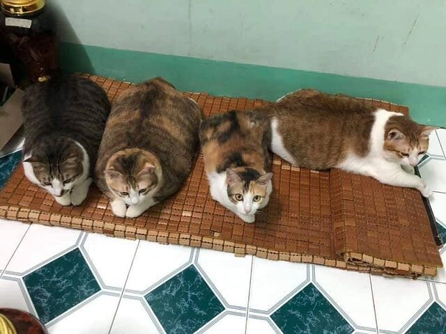 Cách Nuôi Mèo Ta Béo Khỏe Mạnh Và Nhanh Nhất