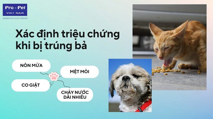 Dấu Hiệu & Cách Xử Lý Khi Chó Mèo Bị Bắn