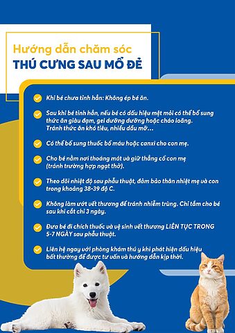 Mèo Bị Khó Thở Sau Khi Sinh Con: Nguyên Nhân, Dấu Hiệu Và Cách Xử Lý Khẩn Cấp