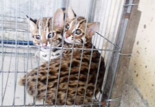 Tìm Hiểu Chi Tiết Về Việc Bán Mèo Rừng Tại Việt Nam: Từ Pháp Lý Đến Thực Tế