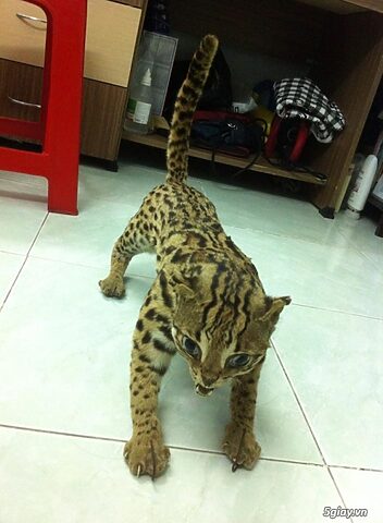 Tìm hiểu về cách thuộc da mèo rừng