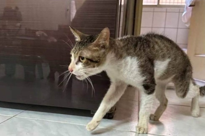 Mèo Bị Chấn Thương Cột Sống: Dấu Hiệu, Chẩn Đoán Và Chăm Sóc Toàn Diện