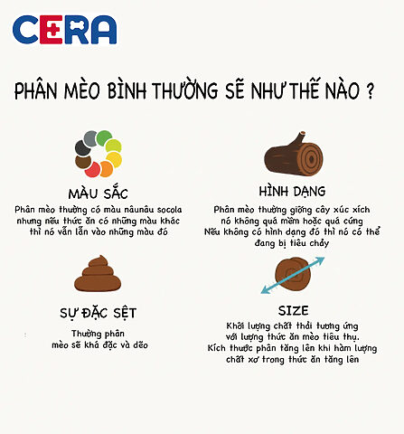 Phân Mèo Bị Lỏng: Nguyên Nhân, Dấu Hiệu & Xử Lý