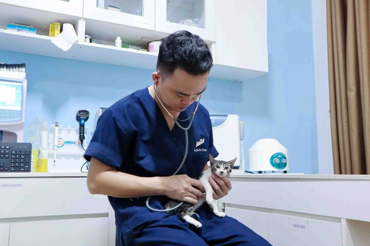 Mèo Bị Ngã Từ Trên Cao: Dấu Hiệu, Xử Lý Và Phòng Ngừa