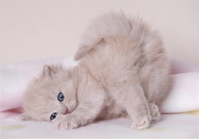 Lý do mèo chổng mông lên là gì?