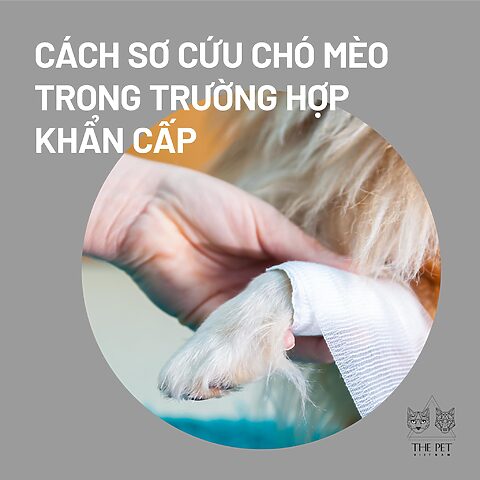 Sơ cứu mèo bị xe cán: Hướng dẫn chi tiết từ A-Z