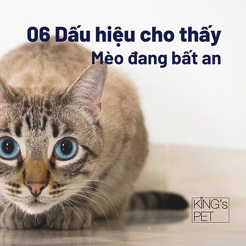 Mèo Bị Giãn Đồng Tử: Nguyên Nhân và Cách Xử Lý Phù Hợp