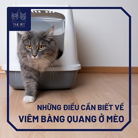 Viêm Bàng Quang Ở Mèo: Dấu Hiệu, Nguyên Nhân, Điều Trị