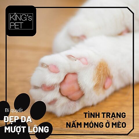Mèo bị nấm ngón chân: Dấu hiệu, nguyên nhân và cách trị