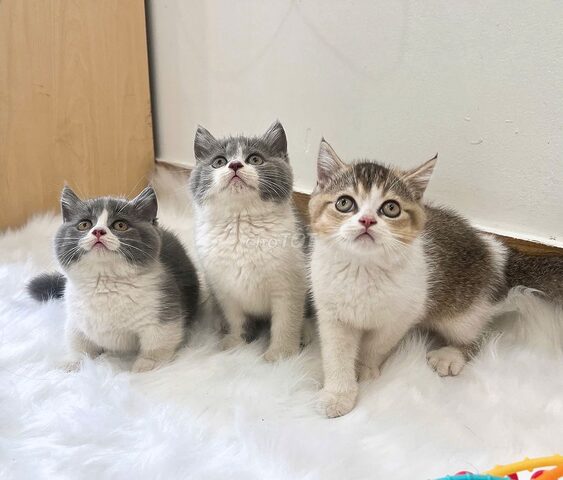 Hướng dẫn tiêm phòng toàn diện cho mèo Anh lông ngắn