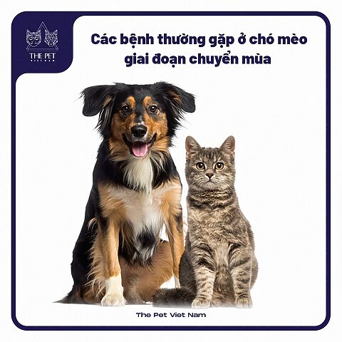 Tổng hợp các bệnh thường gặp ở chó mèo
