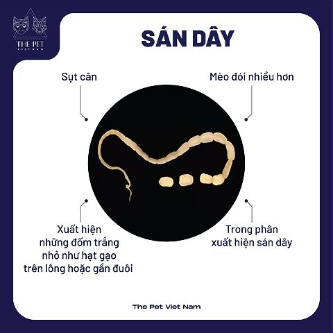 Mèo Bị Sán Dây: Nguyên Nhân, Dấu Hiệu, Cách Trị