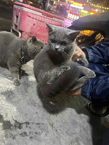 Tìm hiểu về thanh lý mèo Anh lông ngắn chi tiết