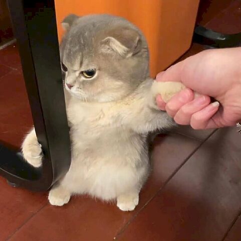 Meme "Con Mèo Chân Ngắn Đang Đi": Khám Phá Hiện Tượng