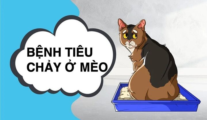 Phải làm gì khi mèo bị đau bụng tiêu chảy