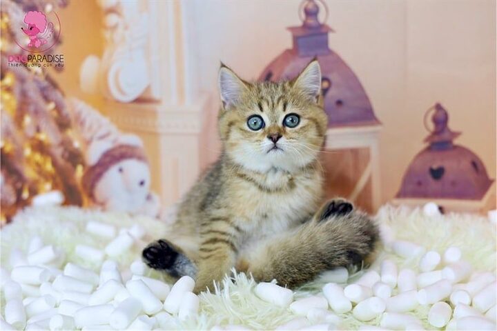 Hướng dẫn tiêm phòng toàn diện cho mèo Anh lông ngắn