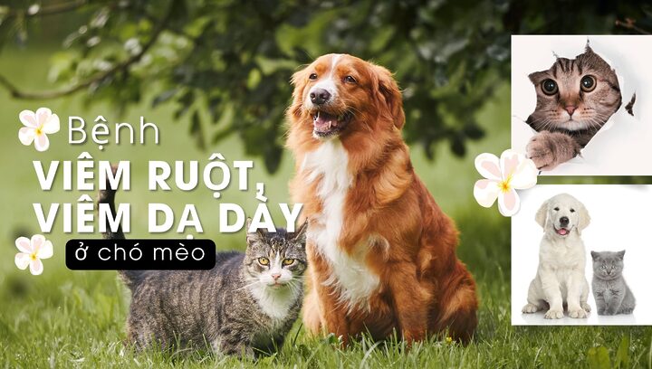 Mèo bị viêm dạ dày: Triệu chứng, chẩn đoán & điều trị