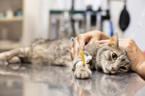 Hậu quả mèo ngộ độc không chữa kịp rất nguy hiểm