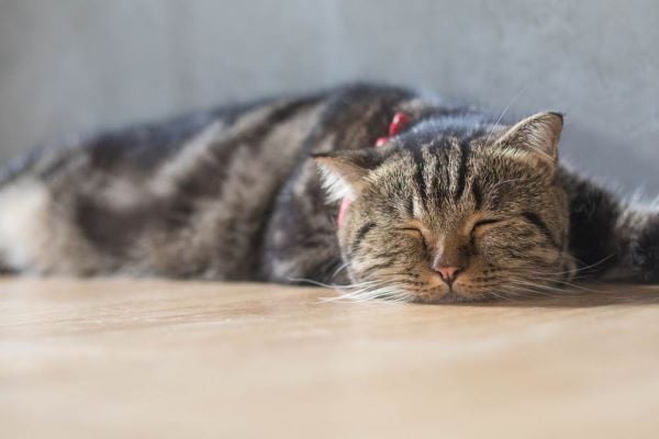Mèo Bị Ngộ Độc Ói Máu: Dấu Hiệu, Nguyên Nhân & Xử Trí