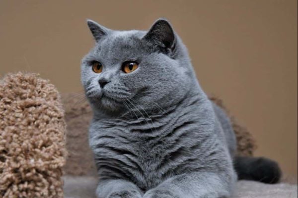 Có Nên Nuôi Mèo Anh Lông Ngắn? Phân Tích Chi Tiết Từ Chuyên Gia