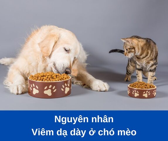 Mèo bị viêm dạ dày: Triệu chứng, chẩn đoán & điều trị