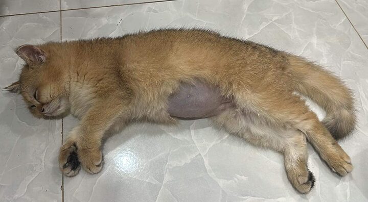 Dấu hiệu nhận biết và cách giúp mèo bị bạo hành