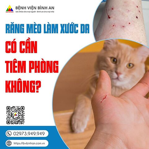 Mèo Bị Chảy Máu Răng: Nguyên Nhân, Triệu Chứng & Cách Xử Lý