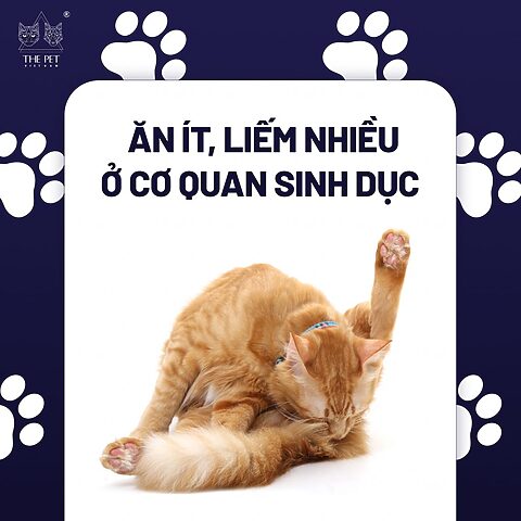 Mèo chảy nước bộ phận sinh dục: Dấu hiệu và cách xử lý