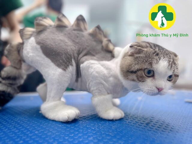 Cạo Lông Mèo Anh Lông Ngắn: Lợi Ích, Rủi Ro & Cách Chăm Sóc