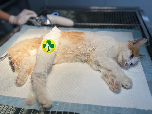 Sơ cứu mèo bị ngã: Hướng dẫn chi tiết
