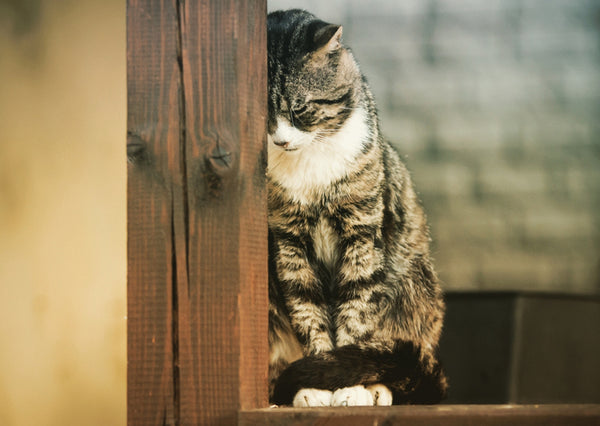 Dấu hiệu và Cách Xử lý Hiệu quả Khi Mèo Bị Stress