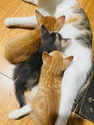 Mua Bán Mèo Ta Ở Hà Nội: Cẩm Nang Toàn Diện Cho Người Yêu Mèo