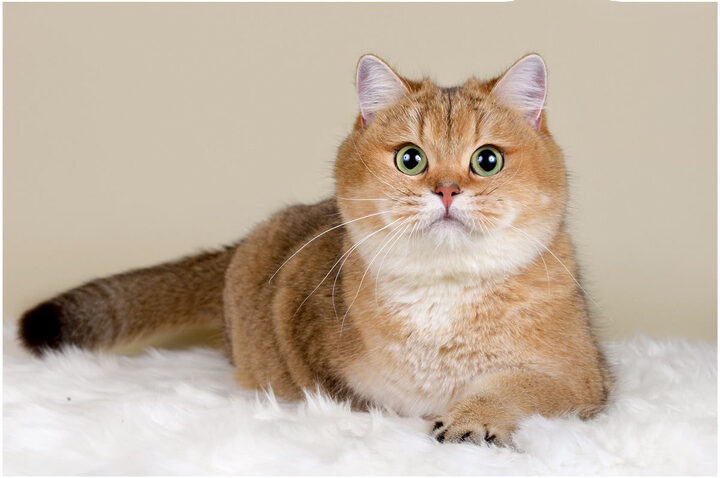 Mèo Anh Lông Ngắn Golden Tabby: Sức Hút Từ Vẻ Đẹp Hoàng Gia và Tính Cách Điềm Đạm