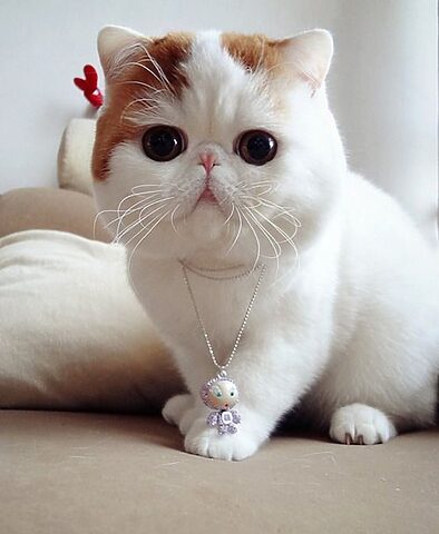 Tìm Hiểu Giống Mèo Ba Tư Lông Ngắn Xám