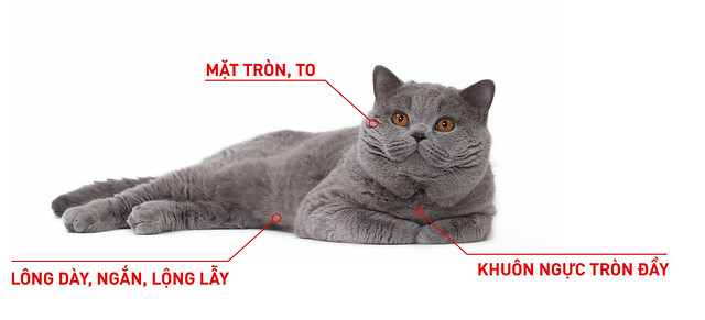 Tìm Địa Chỉ Mua Mèo Anh Lông Ngắn Huế Uy Tín Nhất