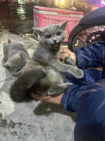 Tìm hiểu về thanh lý mèo Anh lông ngắn chi tiết