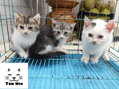 Đặc điểm mèo ta lai aln chi tiết