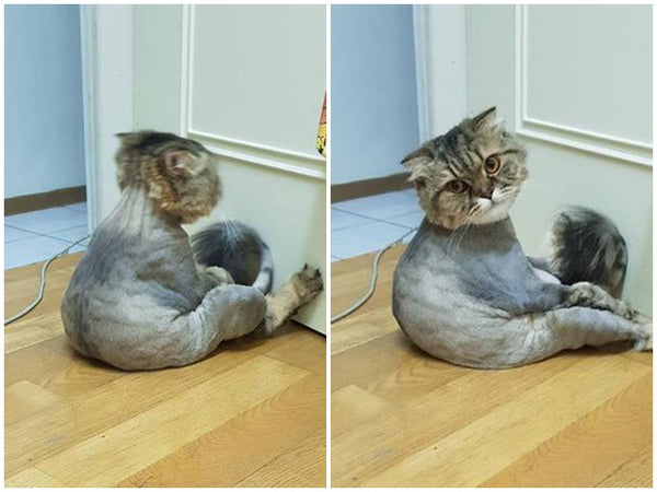 Dấu hiệu và Cách Xử lý Hiệu quả Khi Mèo Bị Stress