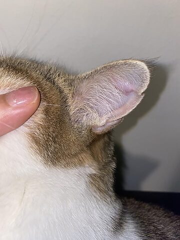 Mèo Bị Tụ Máu Vành Tai: Nguyên Nhân, Triệu Chứng & Cách Trị