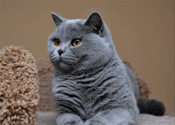 Cách Phối Giống Mèo Anh Lông Ngắn Đúng Cách