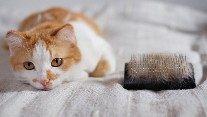Mèo Bị Gãy Râu: Nguyên Nhân, Cách Xử Lý và Phòng Ngừa