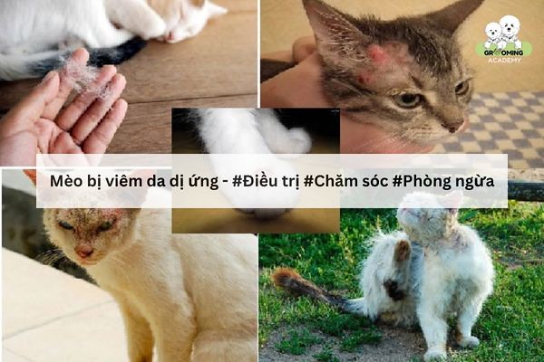Mèo bị viêm da dị ứng: Nguyên nhân, triệu chứng & cách trị