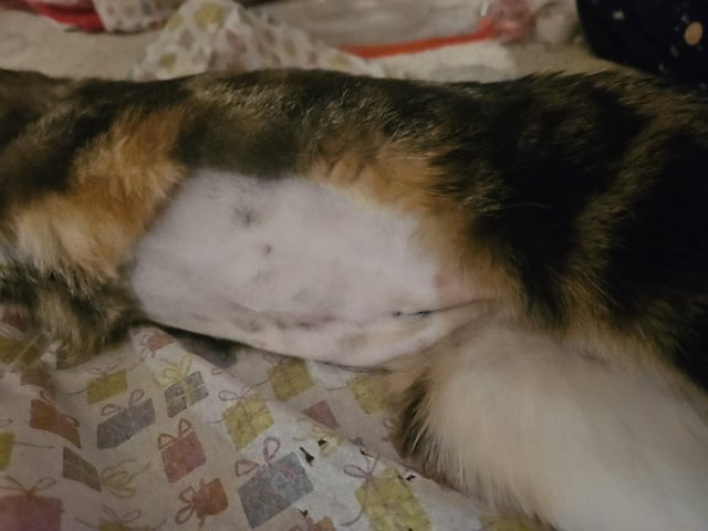 Mèo bị nôn bỏ ăn sau khi triệt sản: Nguyên nhân & cách xử lý