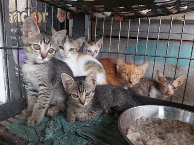 Mua mèo ta TP HCM: Kinh nghiệm chọn và địa chỉ