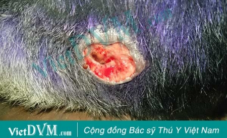 Hậu Môn Mèo Bị Loét: Nguyên Nhân, Triệu Chứng Và Cách Điều Trị Hiệu Quả